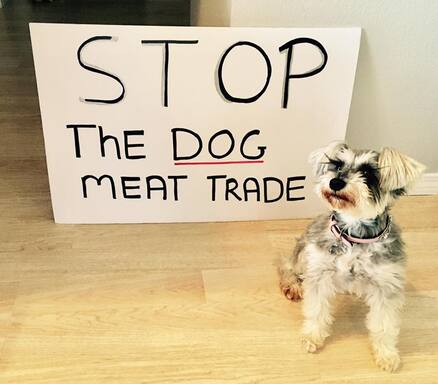 Stop the dog meat trade, Dog Save Project